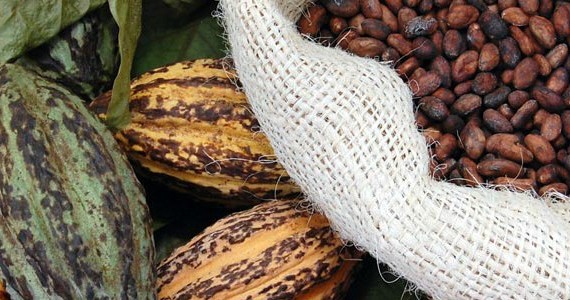 cocoafever