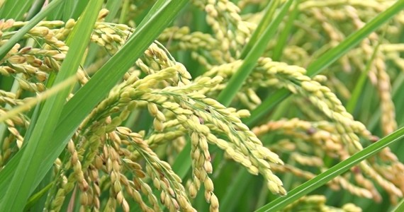 sustentabilidade de bioenergia